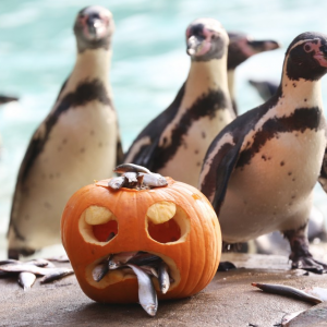 Pumpkin and Penguins