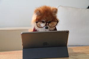 Dog on Computer